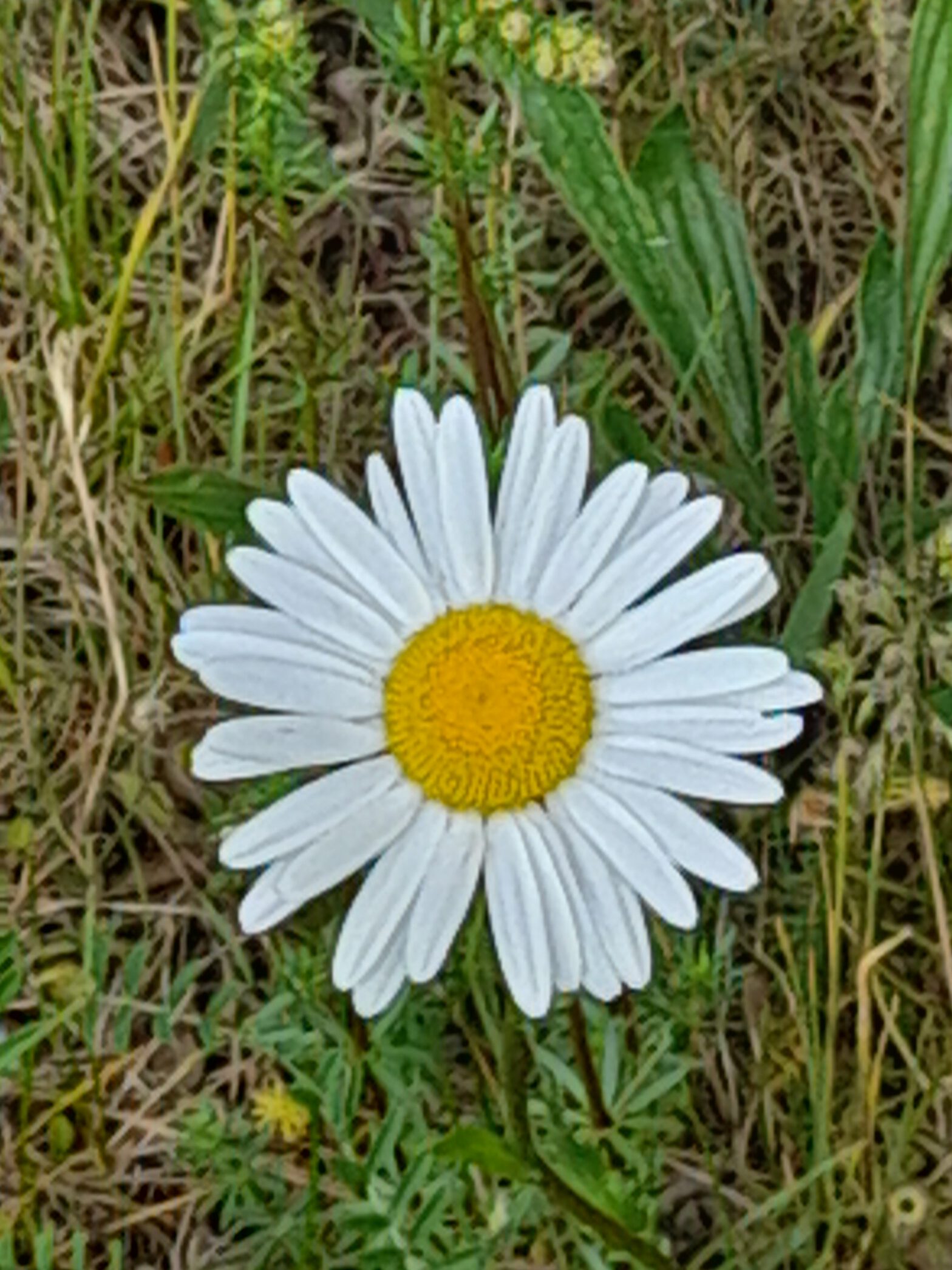Blume: Margerite